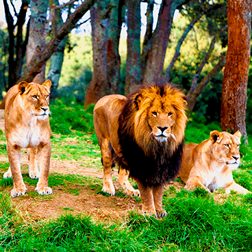 LEONES BARBARY