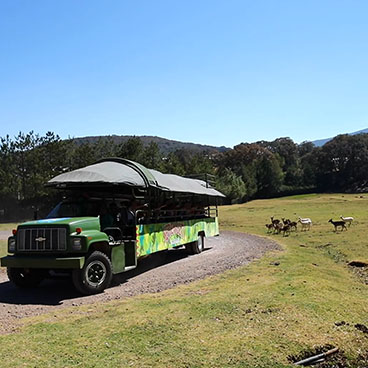 SAFARI SERENGETI